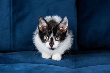 Cute funny black and white kitten is lying on a blue sofa. A kitten in the house. Fluffy kitten looks at the camera. Animal emotions