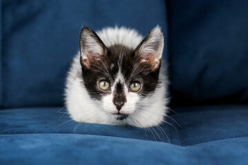 Cute funny black and white kitten is lying on a blue sofa. A kitten in the house. Fluffy kitten looks at the camera. Animal emotions