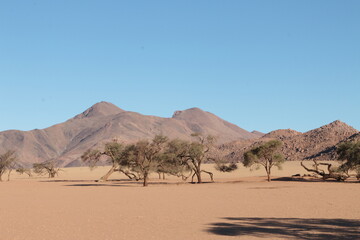 Fototapeta na wymiar Arbre désert Namibie