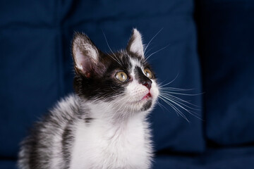 Cute funny black and white kitten is lying on a blue sofa. The kitten is in the house. A fluffy kitten with a long mustache in profile