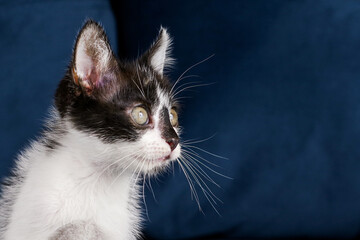 Cute funny black and white kitten is lying on a blue sofa. The kitten is in the house. A fluffy kitten with a long mustache in profile