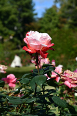 バラ「丹頂」 Rose 