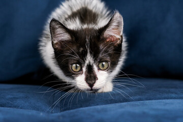 Cute funny black and white kitten is lying on a blue sofa. A kitten in the house. Fluffy kitten looks at the camera. Animal emotions