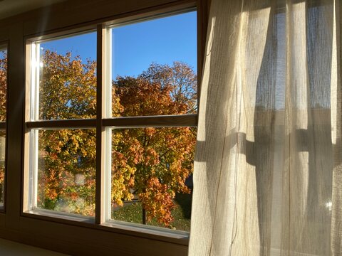 Fototapeta autumn view with golden maple leaves in hotel in Birštonas, resort in Lithuania