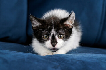 Cute funny black and white kitten is lying on a blue sofa. A kitten in the house. Fluffy kitten looks at the camera. Animal emotions