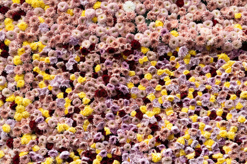 Background of Many Colorful Spring Flowers