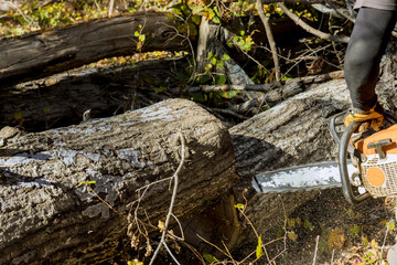 After a hurricane, a tree fell and was cut with a chainsaw in ecological disaster as a result of tornado