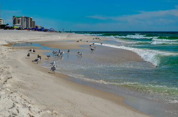 Watching the Seagulls, Sunday morning walk on the beach in October, Alabama Point, Orange Beach, Alabama