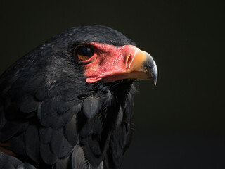 bataleur eagle
