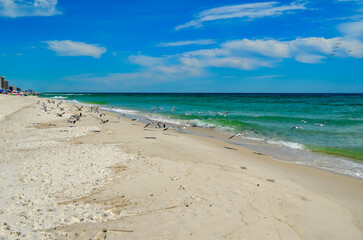 Watching the Seagulls, Sunday morning walk on the beach in October, Alabama Point, Orange Beach, Alabama