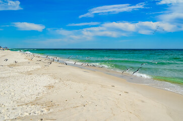 Obraz premium Watching the Seagulls, Sunday morning walk on the beach in October, Alabama Point, Orange Beach, Alabama