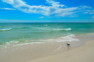 Watching the Seagulls, Sunday morning walk on the beach in October, Alabama Point, Orange Beach, Alabama