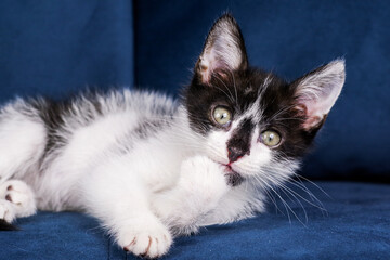 Cute funny black and white kitten is lying on a blue sofa. A kitten in the house. Fluffy kitten looks at the camera. Animal emotions