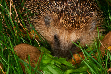 Hedgehog in the grass close-up looks into the frame. Animal in the wild. animals in forest. Hedgehog portrait with needles. Small mammals. Cute hedgehog in green grass.