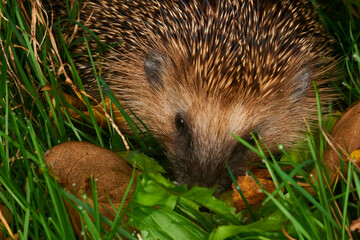 Hedgehog in the grass close-up looks into the frame. Animal in the wild. animals in forest....