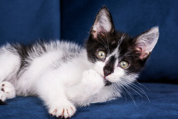 Cute funny black and white kitten is lying on a blue sofa. A kitten in the house. Fluffy kitten looks at the camera. Animal emotions