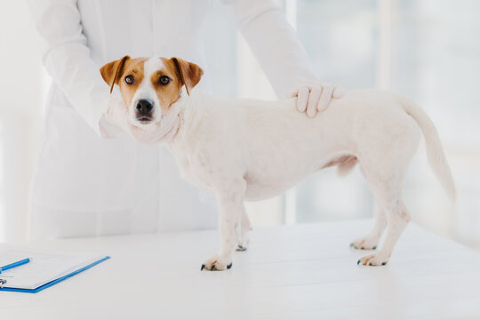 Cropped image of professional vet doctor examines sick pedigree dog in clinic, pose near white table with clipboard for writing notes. Animal medical examination, checkup and treatment concept