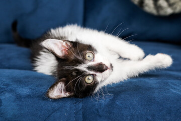 Cute funny black and white kitten is lying on a blue sofa. A kitten in the house. Fluffy kitten looks at the camera. Animal emotions
