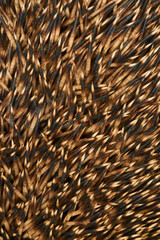Close-up macro shot of needles of Common European hedgehog