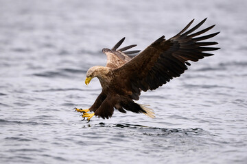 White-tailed sea eaglein flight, scientific name: Haliaeetus albicilla, is also called white-tailed sea-eagle, ern, erne, gray sea eagle and eurasian sea eagle.