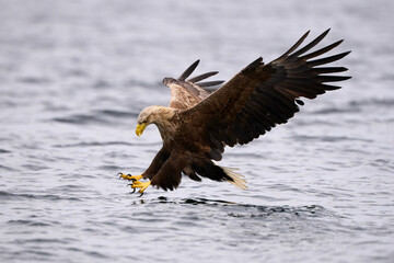 White-tailed sea eaglein flight, scientific name: Haliaeetus albicilla, is also called white-tailed...