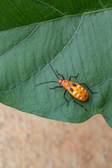 Mr pucung or bok bok cong is a species of true ladybug in the family Pyrrhocoridae.  Mr. pucung is a pest for cotton plants