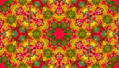 red and yellow tulips