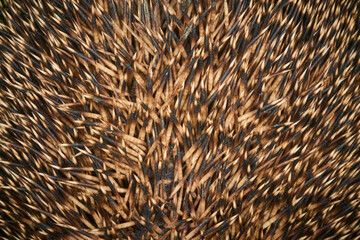 Close-up macro shot of needles of Common European hedgehog