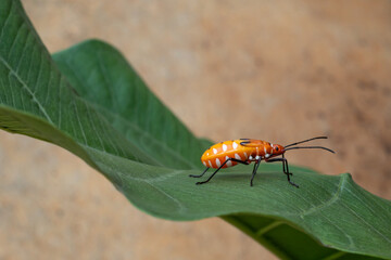 Mr pucung or bok bok cong is a species of true ladybug in the family Pyrrhocoridae.  Mr. pucung is a pest for cotton plants