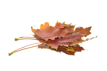 dry leaf isolated on white background