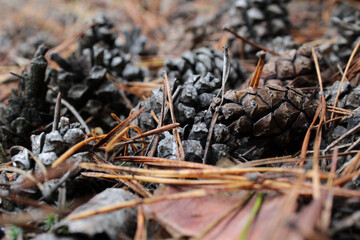 cones