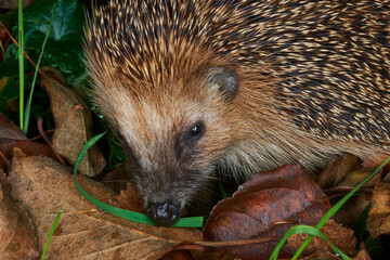 Hedgehog in the grass close-up looks into the frame. Animal in the wild. animals in forest. Hedgehog portrait with needles. Small mammals. Cute hedgehog in green grass.