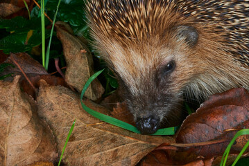 Hedgehog in the grass close-up looks into the frame. Animal in the wild. animals in forest. Hedgehog portrait with needles. Small mammals. Cute hedgehog in green grass.