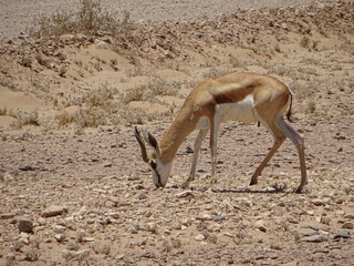 Antilope Namibie