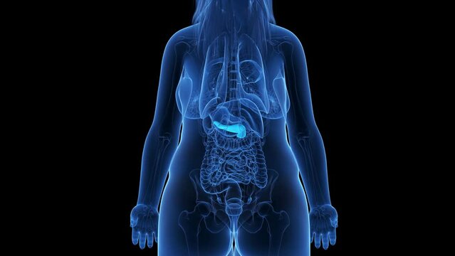 3d rendered medical animation of an obese womans pancreas
