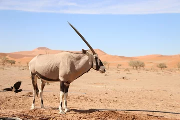 Brushed aluminium prints Antelope Oryx Antilope Namibie