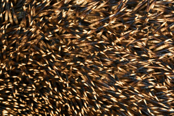 Close-up macro shot of needles of Common European hedgehog