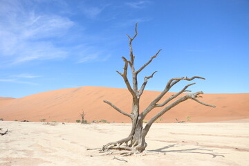 Fototapeta na wymiar Désert Namibie