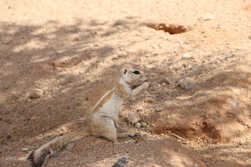 Ecureuil des sables Namibie