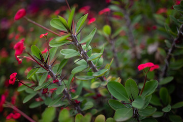 Mostly blurred red flower background of Crown of thorns with focus on prickles