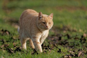 Closeup shot of a cute ginger cat walking on he grass