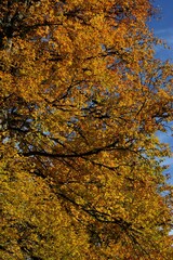 Autumn yellow and orange leaves. Beautiful autumn trees. Natural autumn background
