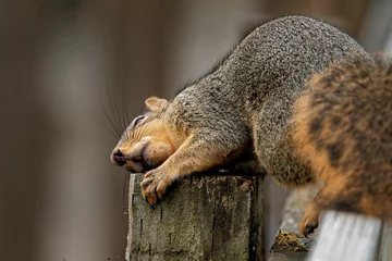 Fotobehang Fox squirrel (Sciurus niger) resting its head on a tree log on blurred background © Debi Murk/Wirestock Creators