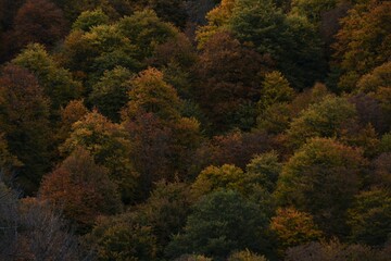 Autumn yellow and orange leaves. Beautiful autumn trees. Natural autumn background