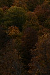 Autumn yellow and orange leaves. Beautiful autumn trees. Natural autumn background