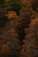Autumn yellow and orange leaves. Beautiful autumn trees. Natural autumn background