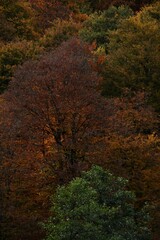 Autumn yellow and orange leaves. Beautiful autumn trees. Natural autumn background