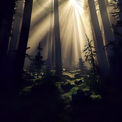 Forest with trees at dawn