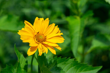 Beautiful yellow summer flower Heliopsis helianthoides closeup on the background of green grass on the lawn in the park