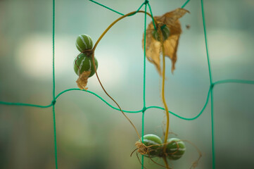 リュウキュウカズラ